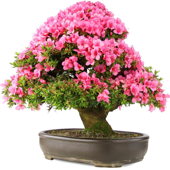 Rhododendron indicum Osakazuki, 64,5 cm, ± 30 jaar oud