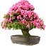 Rhododendron indicum Osakazuki, 64,5 cm, ± 30 jaar oud