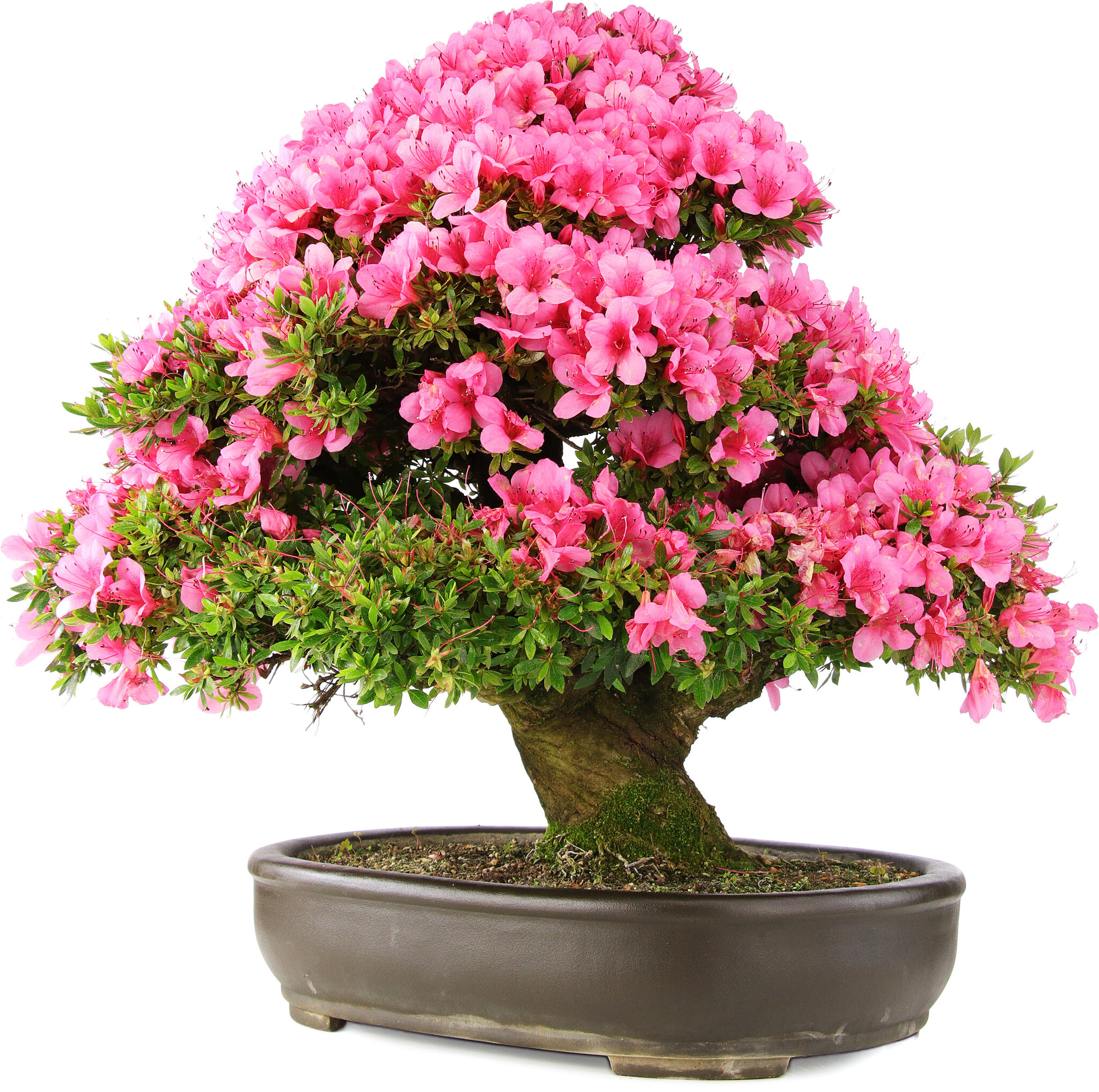 rhododendron-indicum-64-5-cm-30-years-old-bonsai-plaza