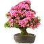 Rhododendron indicum Osakazuki, 64,5 cm, ± 30 ans