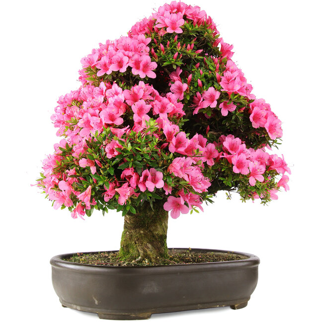 Rhododendron indicum Osakazuki, 64,5 cm, ± 30 anni