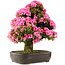 Rhododendron indicum Osakazuki, 64,5 cm, ± 30 jaar oud