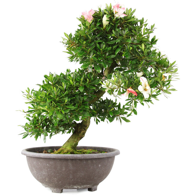 Rhododendron indicum, 54 cm, ± 12 anni