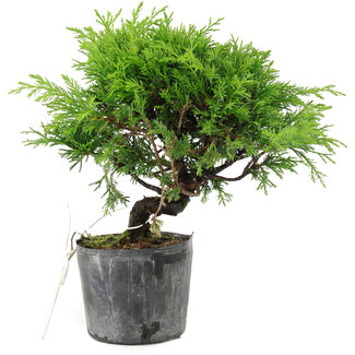 Juniperus chinensis Itoigawa, 16 cm, ± 6 años