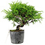 Juniperus chinensis Itoigawa, 16 cm, ± 6 jaar oud