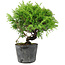 Juniperus chinensis Itoigawa, 16 cm, ± 6 ans