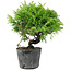 Juniperus chinensis Itoigawa, 16 cm, ± 6 jaar oud