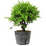 Juniperus chinensis Itoigawa, 16 cm, ± 6 ans