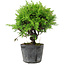 Juniperus chinensis Itoigawa, 16 cm, ± 6 Jahre alt