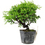 Juniperus chinensis Itoigawa, 16 cm, ± 6 years old
