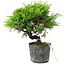 Juniperus chinensis Itoigawa, 16 cm, ± 6 anni