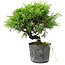 Juniperus chinensis Itoigawa, 16 cm, ± 6 Jahre alt