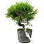 Juniperus chinensis Itoigawa, 16 cm, ± 6 anni