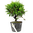 Juniperus chinensis Itoigawa, 16 cm, ± 6 ans