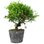 Juniperus chinensis Itoigawa, 16 cm, ± 6 anni