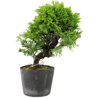 Juniperus chinensis Itoigawa, 17 cm, ± 6 años