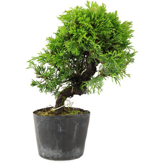 Juniperus chinensis Itoigawa, 17 cm, ± 6 ans
