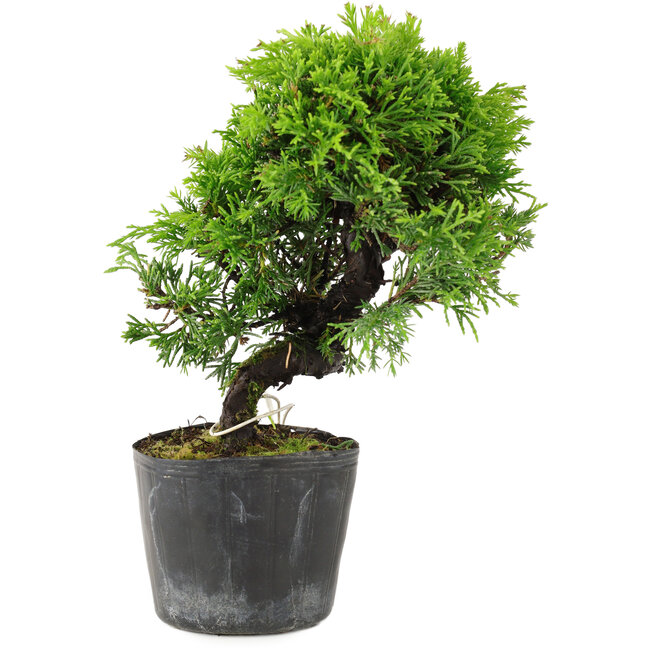 Juniperus chinensis Itoigawa, 17 cm, ± 6 años