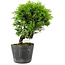 Juniperus chinensis Itoigawa, 17 cm, ± 6 ans