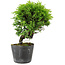 Juniperus chinensis Itoigawa, 17 cm, ± 6 jaar oud