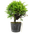 Juniperus chinensis Itoigawa, 17 cm, ± 6 ans