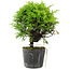 Juniperus chinensis Itoigawa, 17 cm, ± 6 jaar oud