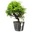 Juniperus chinensis Itoigawa, 17 cm, ± 6 anni