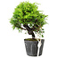 Juniperus chinensis Itoigawa, 17 cm, ± 6 years old