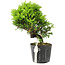 Juniperus chinensis Itoigawa, 17 cm, ± 6 años