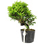 Juniperus chinensis Itoigawa, 17 cm, ± 6 years old