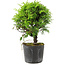 Juniperus chinensis Itoigawa, 17 cm, ± 6 years old