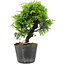 Juniperus chinensis Itoigawa, 17 cm, ± 6 jaar oud