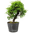 Juniperus chinensis Itoigawa, 17 cm, ± 6 years old