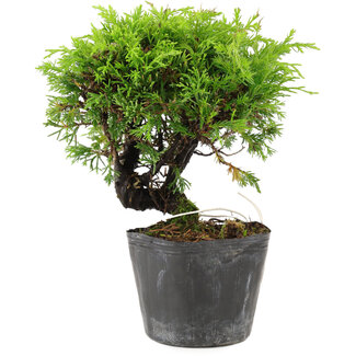 Juniperus chinensis Itoigawa, 15 cm, ± 6 ans