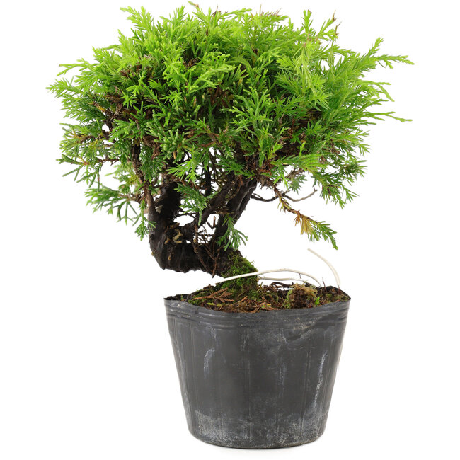 Juniperus chinensis Itoigawa, 15 cm, ± 6 anni