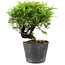 Juniperus chinensis Itoigawa, 15 cm, ± 6 anni