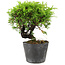 Juniperus chinensis Itoigawa, 15 cm, ± 6 jaar oud