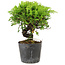 Juniperus chinensis Itoigawa, 15 cm, ± 6 Jahre alt