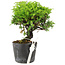 Juniperus chinensis Itoigawa, 15 cm, ± 6 ans