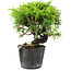 Juniperus chinensis Itoigawa, 15 cm, ± 6 ans