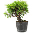 Juniperus chinensis Itoigawa, 15 cm, ± 6 years old