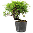 Juniperus chinensis Itoigawa, 15 cm, ± 6 Jahre alt