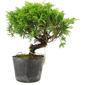 Juniperus chinensis Itoigawa, 15 cm, ± 6 anni