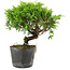 Juniperus chinensis Itoigawa, 15 cm, ± 6 ans