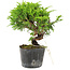 Juniperus chinensis Itoigawa, 15 cm, ± 6 ans