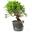 Juniperus chinensis Itoigawa, 15 cm, ± 6 ans