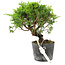 Juniperus chinensis Itoigawa, 15 cm, ± 6 anni