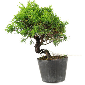 Juniperus chinensis Itoigawa, 18,5 cm, ± 6 Jahre alt