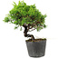 Juniperus chinensis Itoigawa, 18,5 cm, ± 6 ans