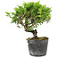 Juniperus chinensis Itoigawa, 15 cm, ± 6 jaar oud